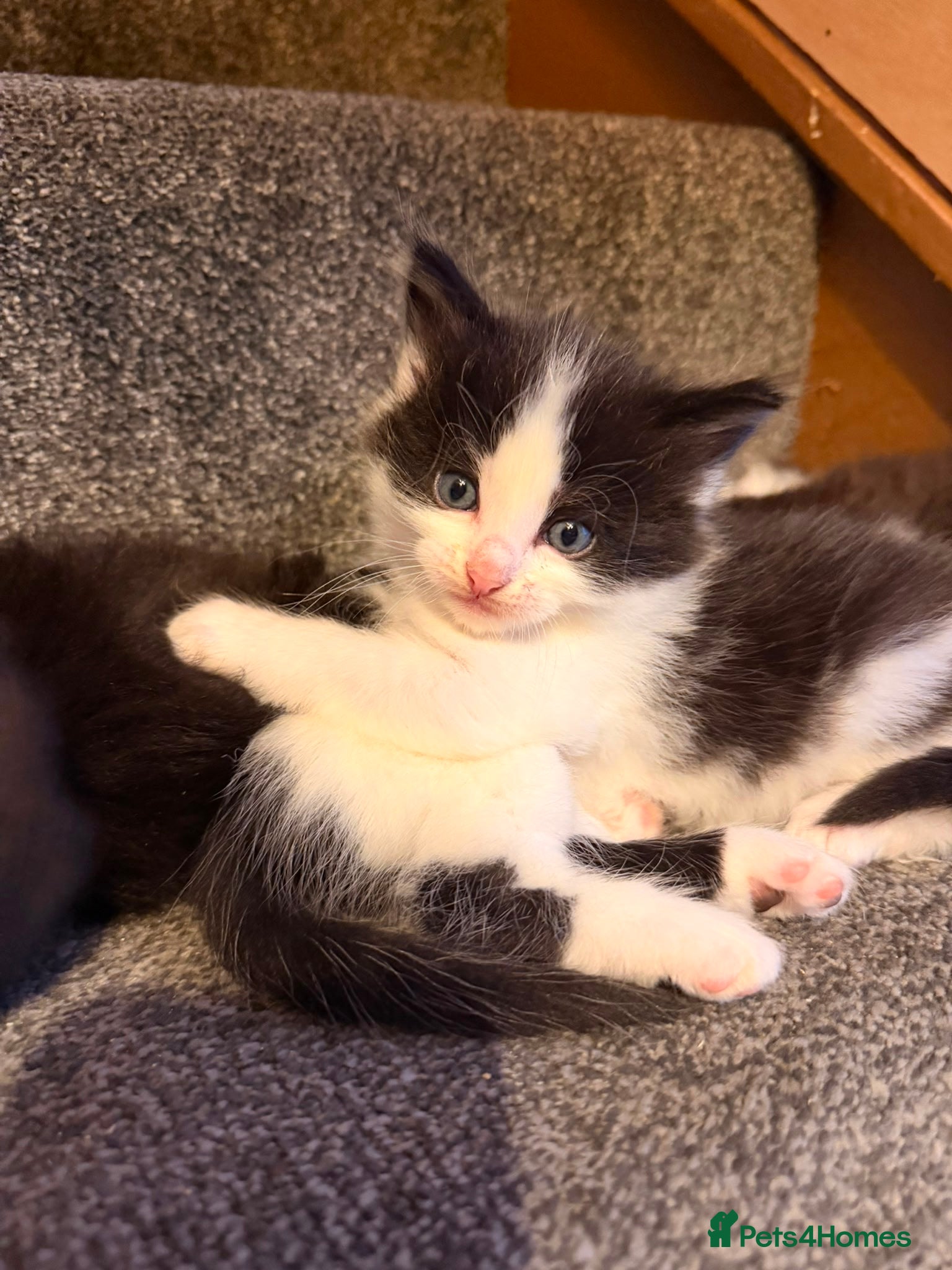 Mixed Breed cats for sale: Ragdoll x  in Warrington - Advert 2