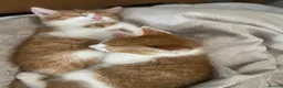 Mixed Breed cats for sale: 4 playful kittens ready to find their forever home - Advert 37