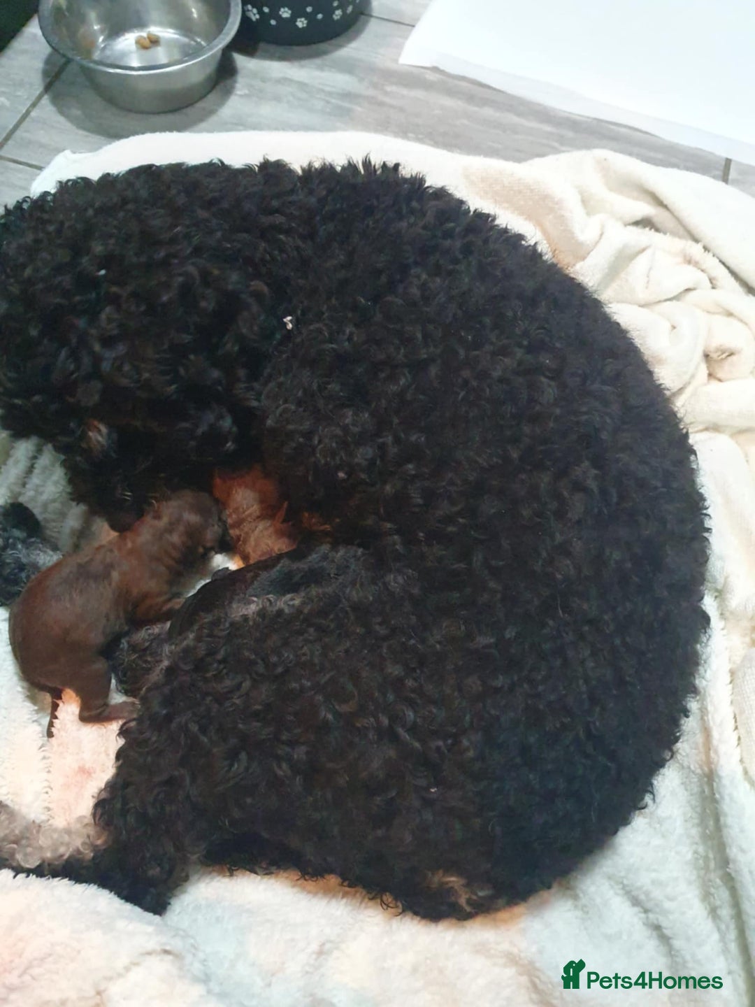 Mini Goldendoodle dogs for sale: Miniature goldenoodle puppies - Image 11