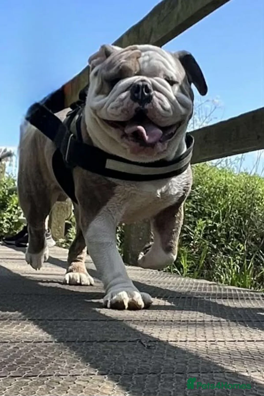 English Bulldog dogs for stud: Full pedigree English bulldog in Ipswich - Advert 2