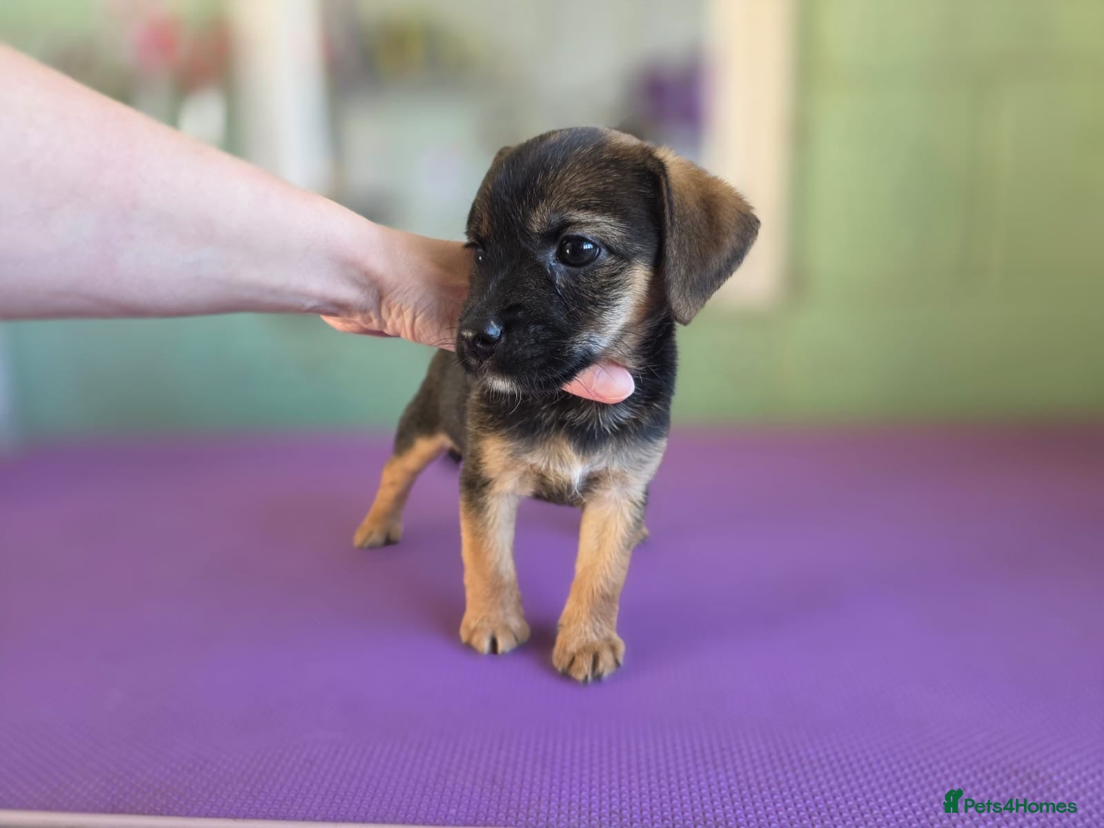 Mixed Breed dogs Jack Russel x Boarder Terrier  - Advert 2