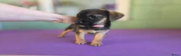 Mixed Breed dogs for sale: Jack Russel x Boarder Terrier  - Advert 2