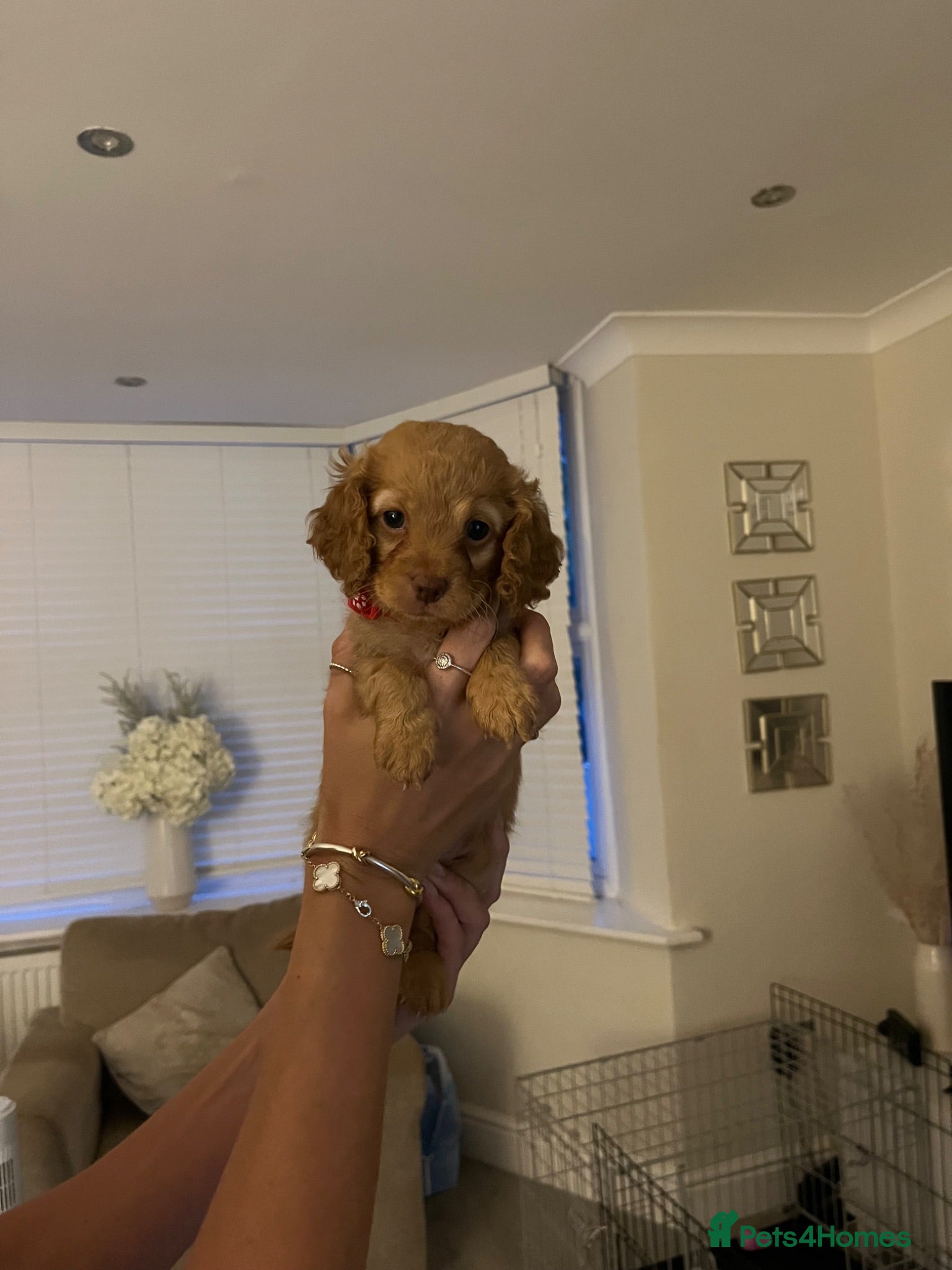 Cockapoo dogs ONLY 3 GIRLS LEFT!!! - Advert 1