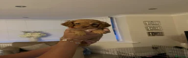 Cockapoo 4