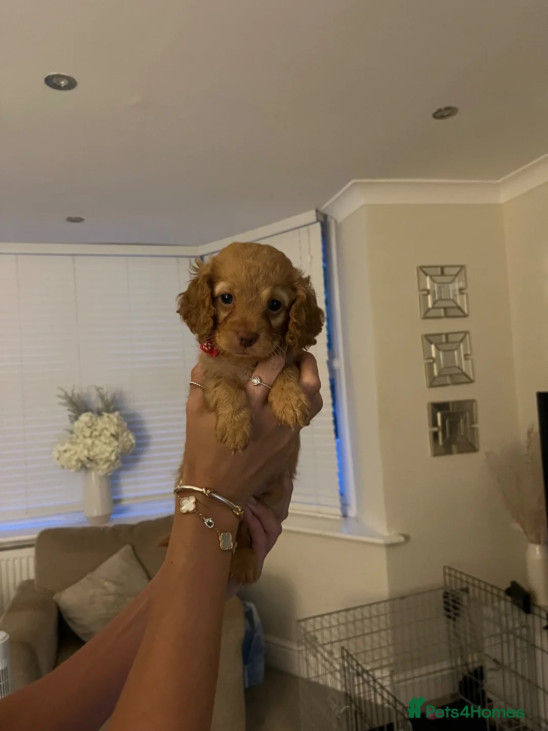 Cockapoo dogs for sale: ONLY 3 GIRLS LEFT!!! - Advert 1