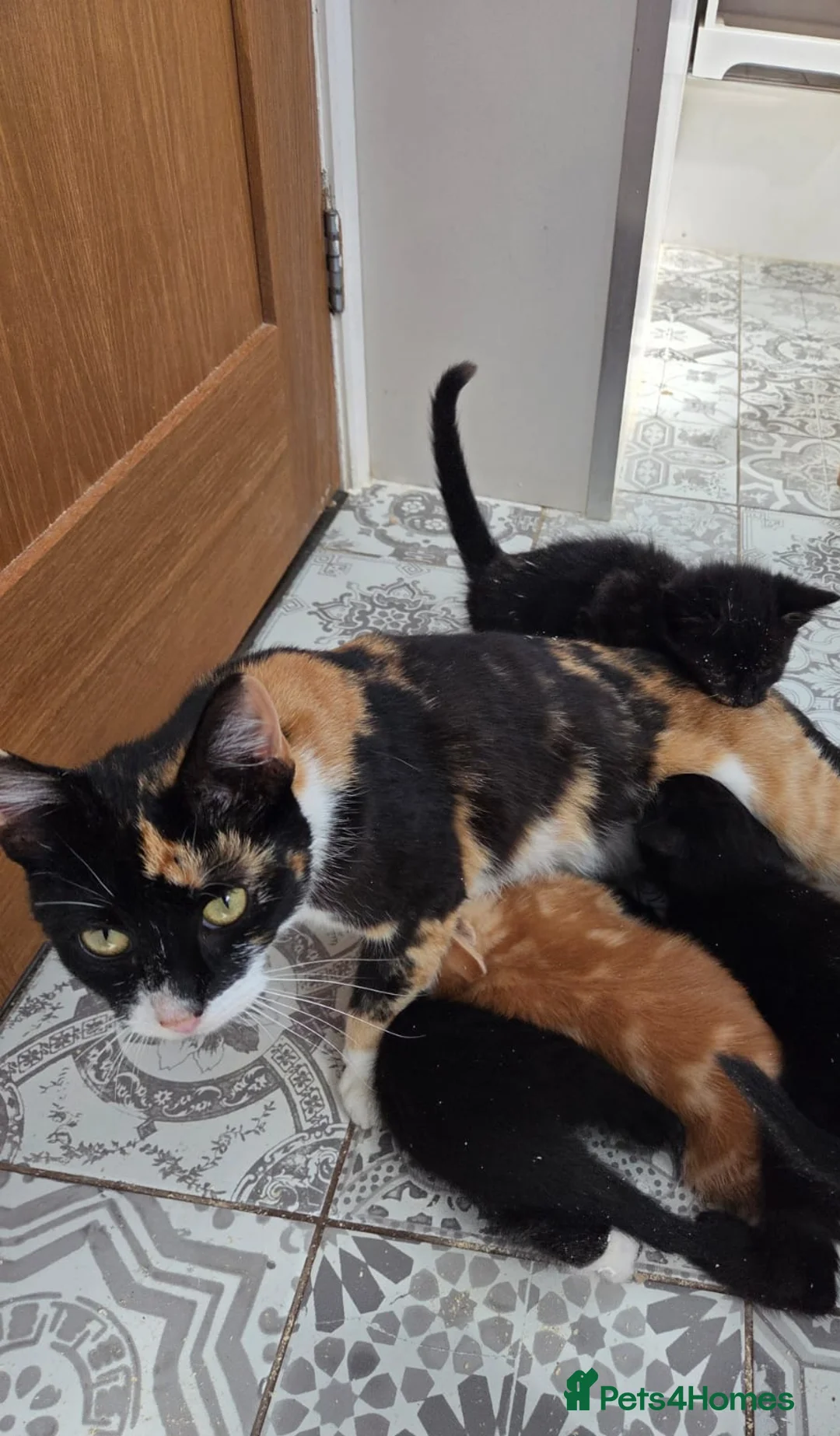British Shorthair cats for sale: Kittens for sale  - Advert 2
