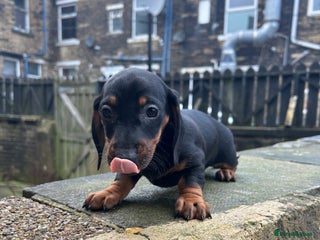 Miniature Dachshund dogs Last female Miniature dachshund - Advert 9