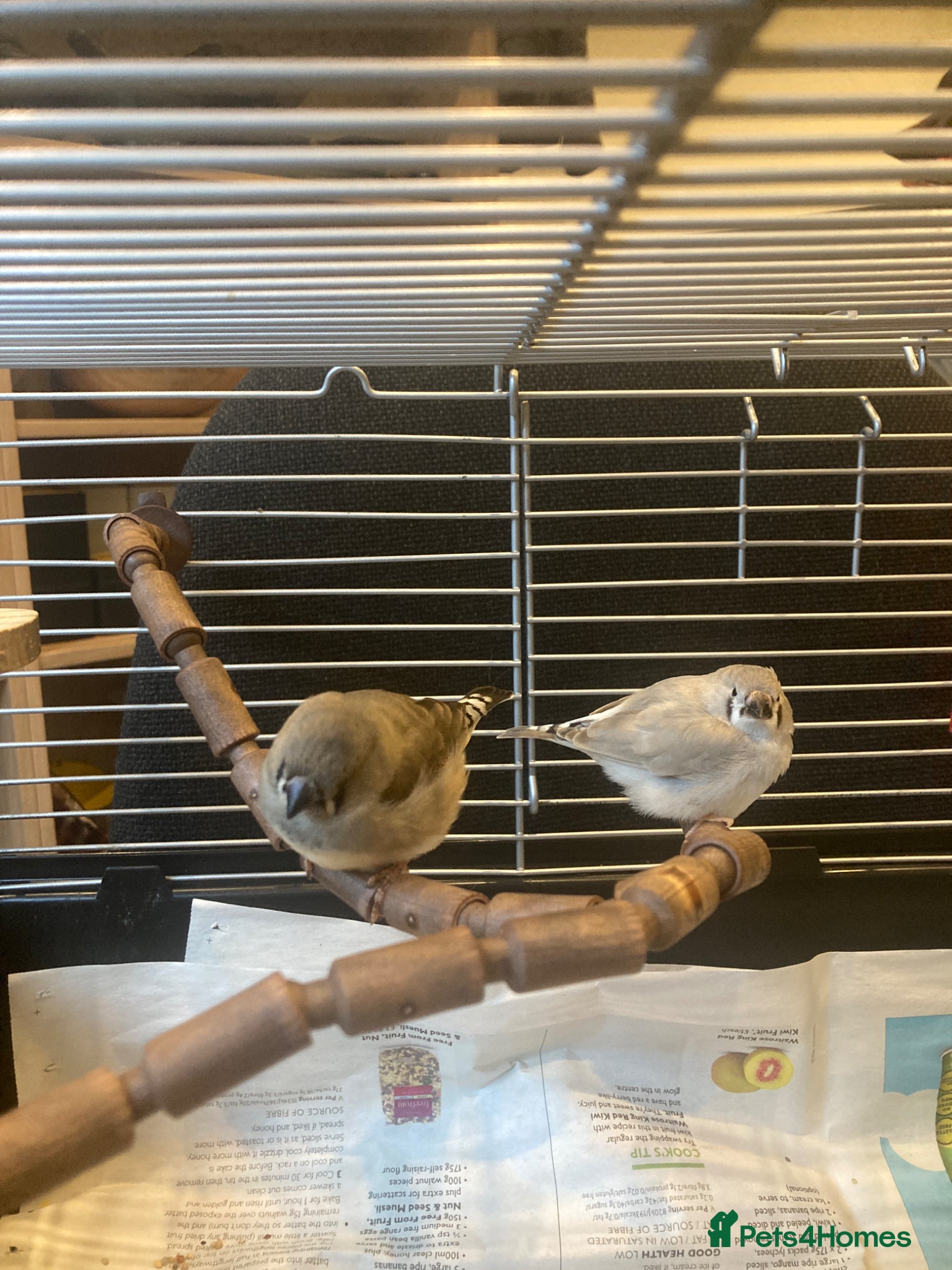 Finches birds Zebra Finch juveniles - mixed sex - Advert 18