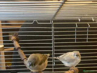 Finches birds Zebra Finch juveniles - mixed sex - Advert 18