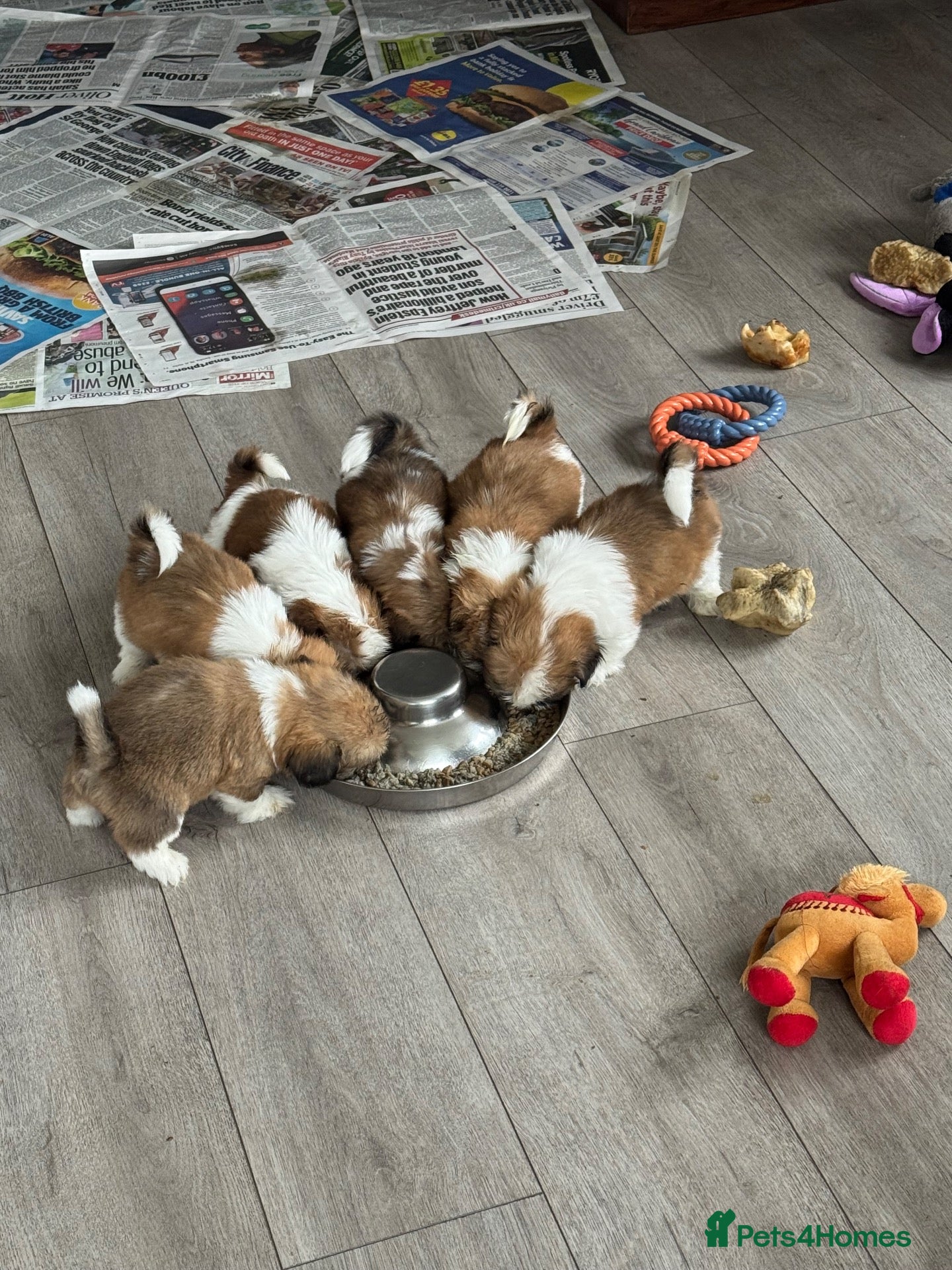 Shih Tzu dogs Beautiful litter of Shih Tzu puppies - Advert 2