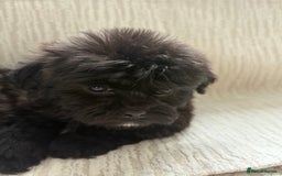 Mixed Breed dogs for sale: Shih-Poo or Shoodle - Image 25