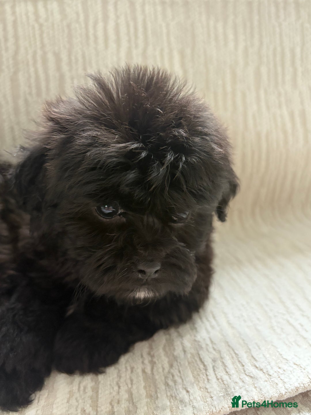 Mixed Breed dogs for sale: Shih-Poo or Shoodle - Image 25