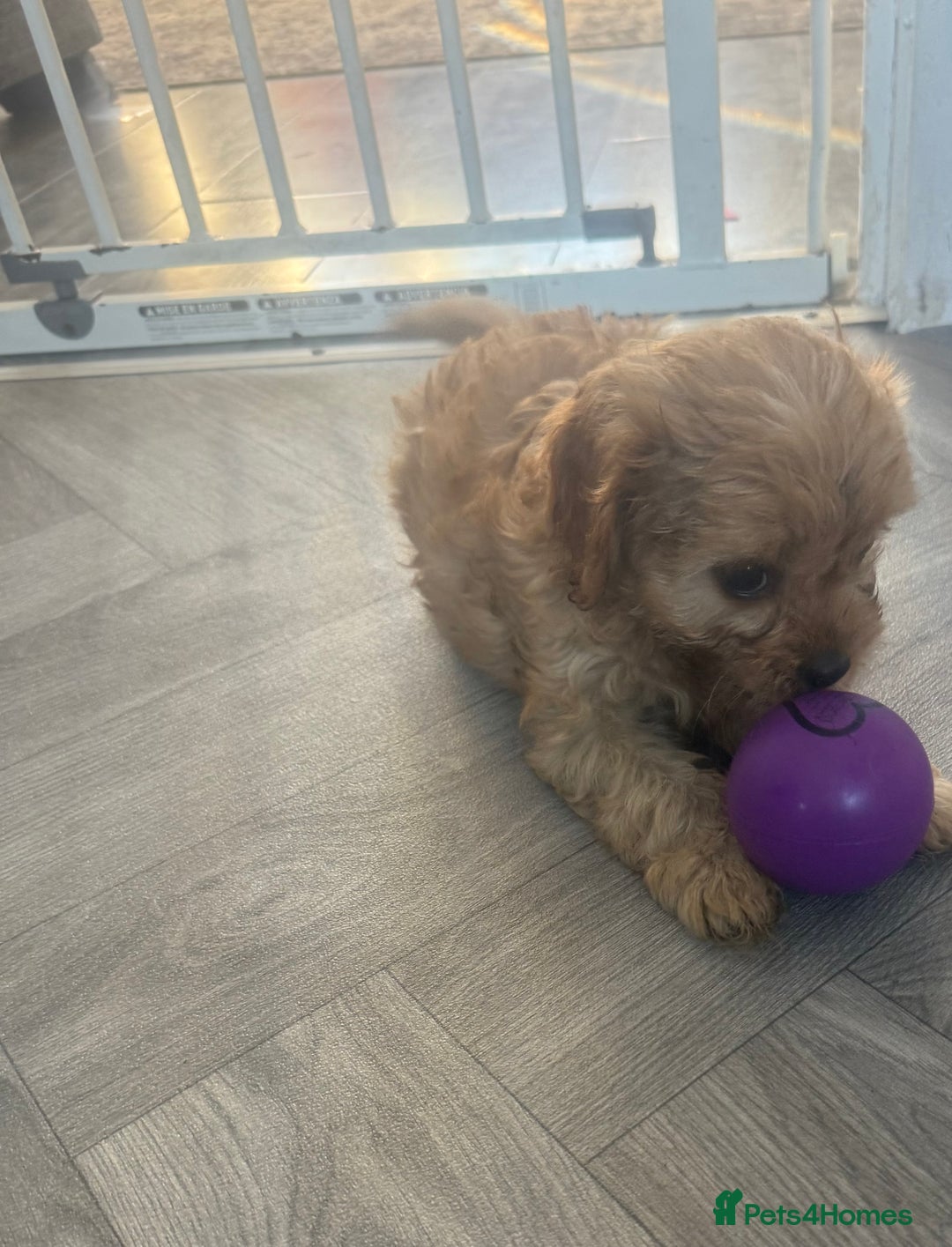 Cavapoo dogs for sale: 5 beautiful F1 cavapoo puppies - Image 13