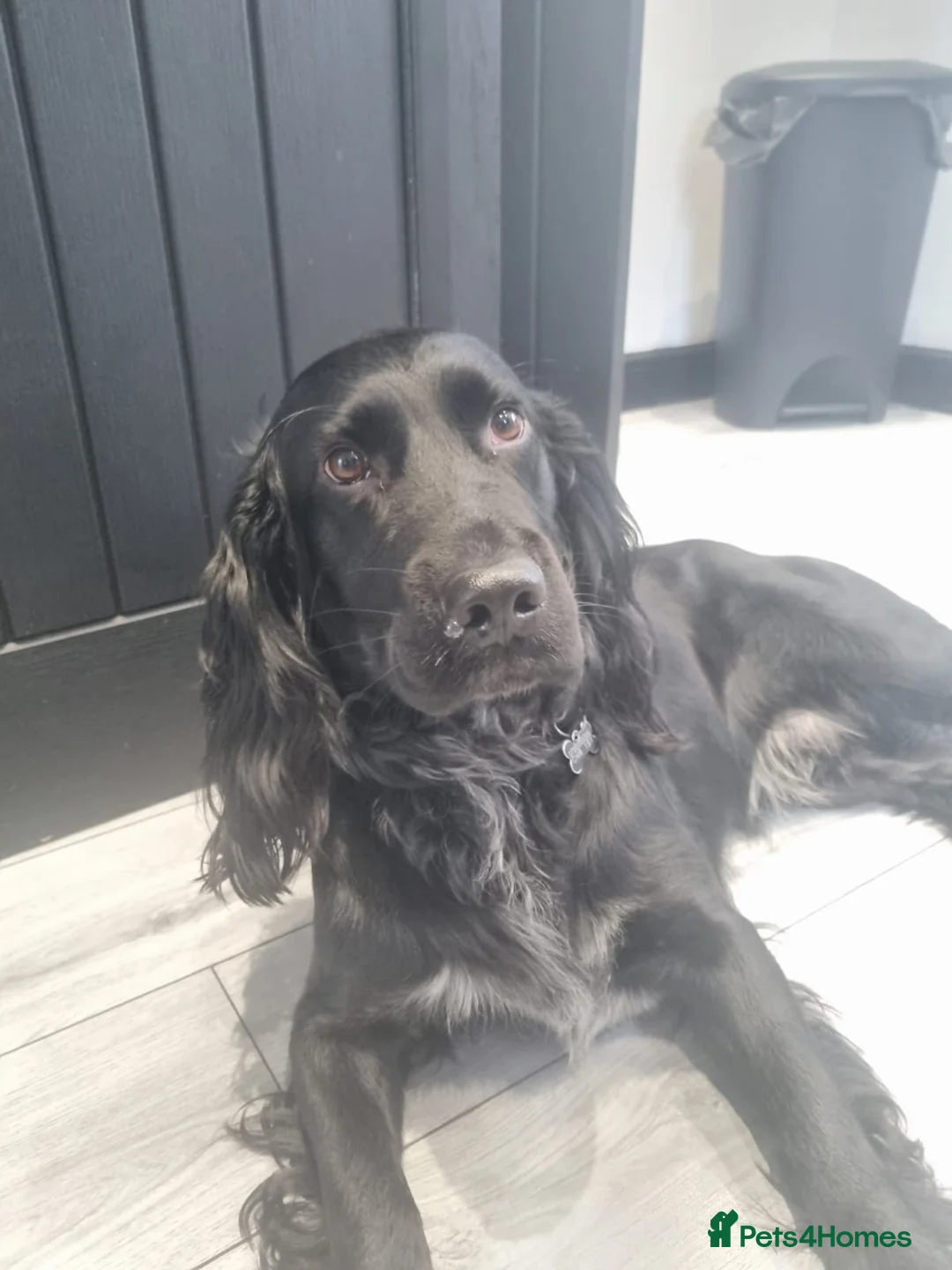 Sprocker dogs for sale: Otto Black Sprocker in Dunmow - Advert 6