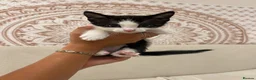 Mixed Breed cats for sale: 5 Beautiful male kittens!  - Advert 7