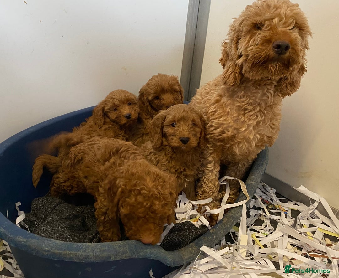 Cockapoo dogs for sale: Stunning fox red cockapoo puppies PRA clear  - Image 24