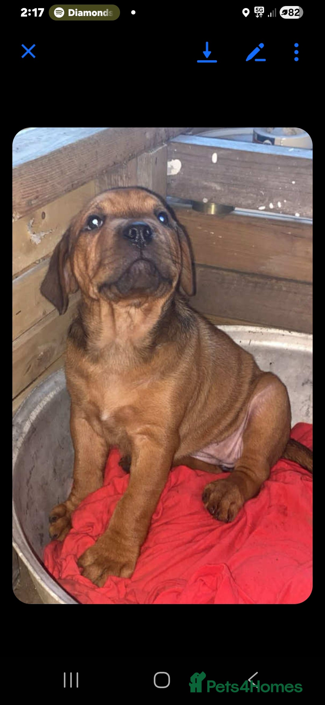 Dogue De Bordeaux dogs for sale: Beautiful female dogua puppy  - Advert 4