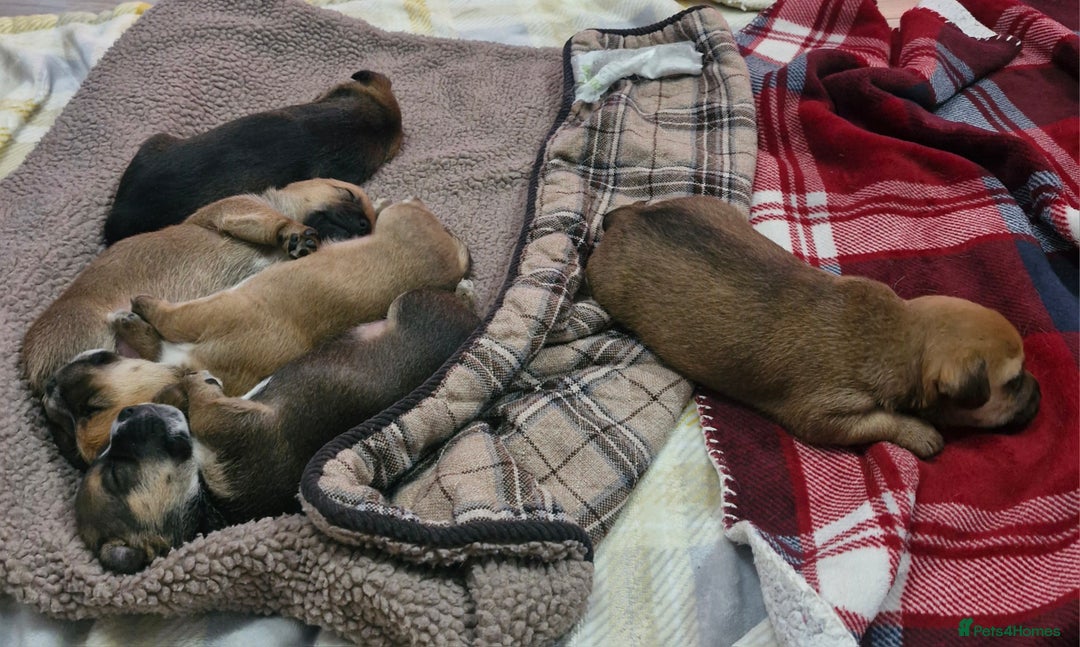 Mixed Breed dogs for sale: Border Jack Puppies. - Advert 3