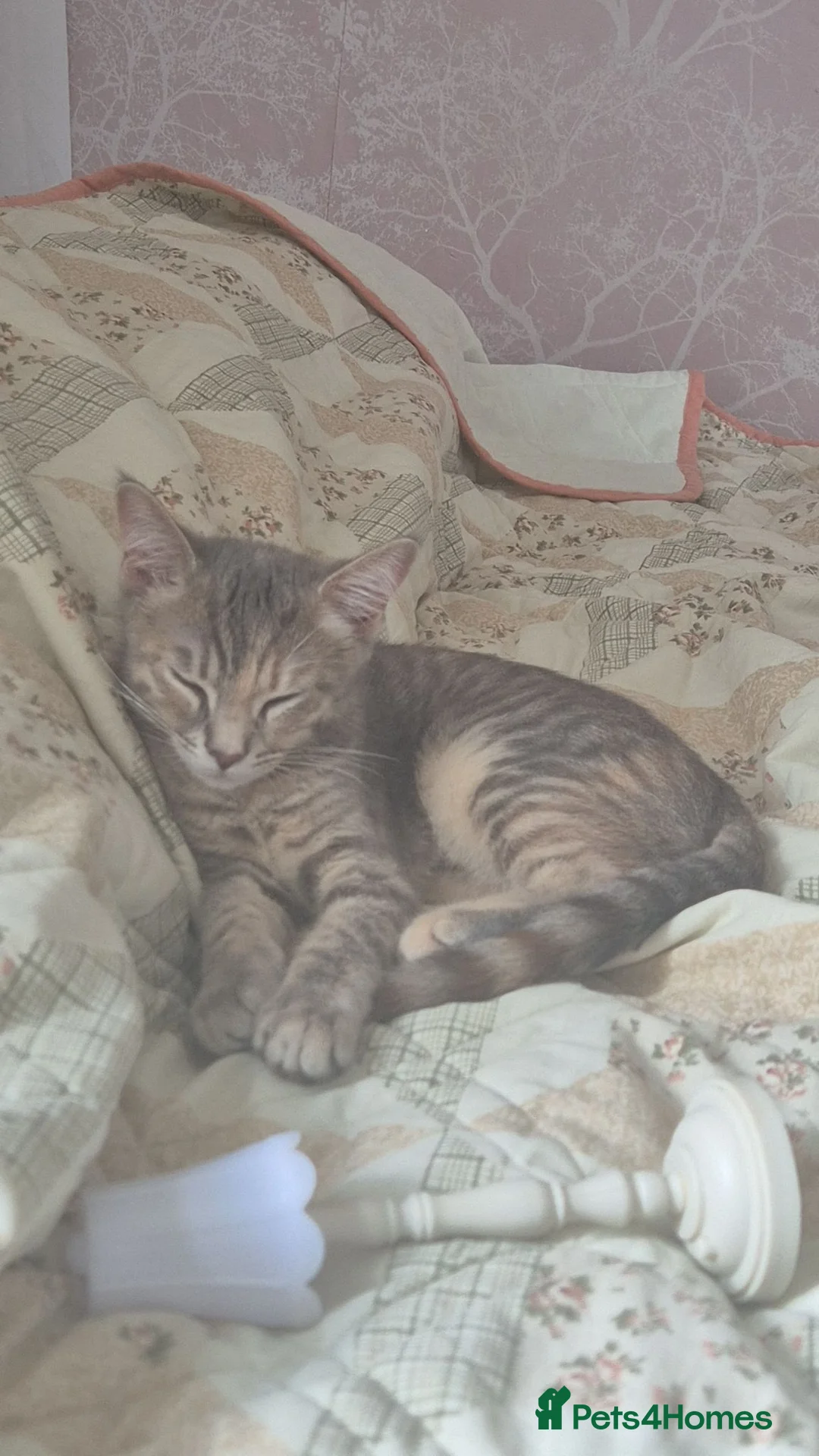 Mixed Breed cats for sale: Tabby female kitten / cat for sale +litterbox - Advert 4