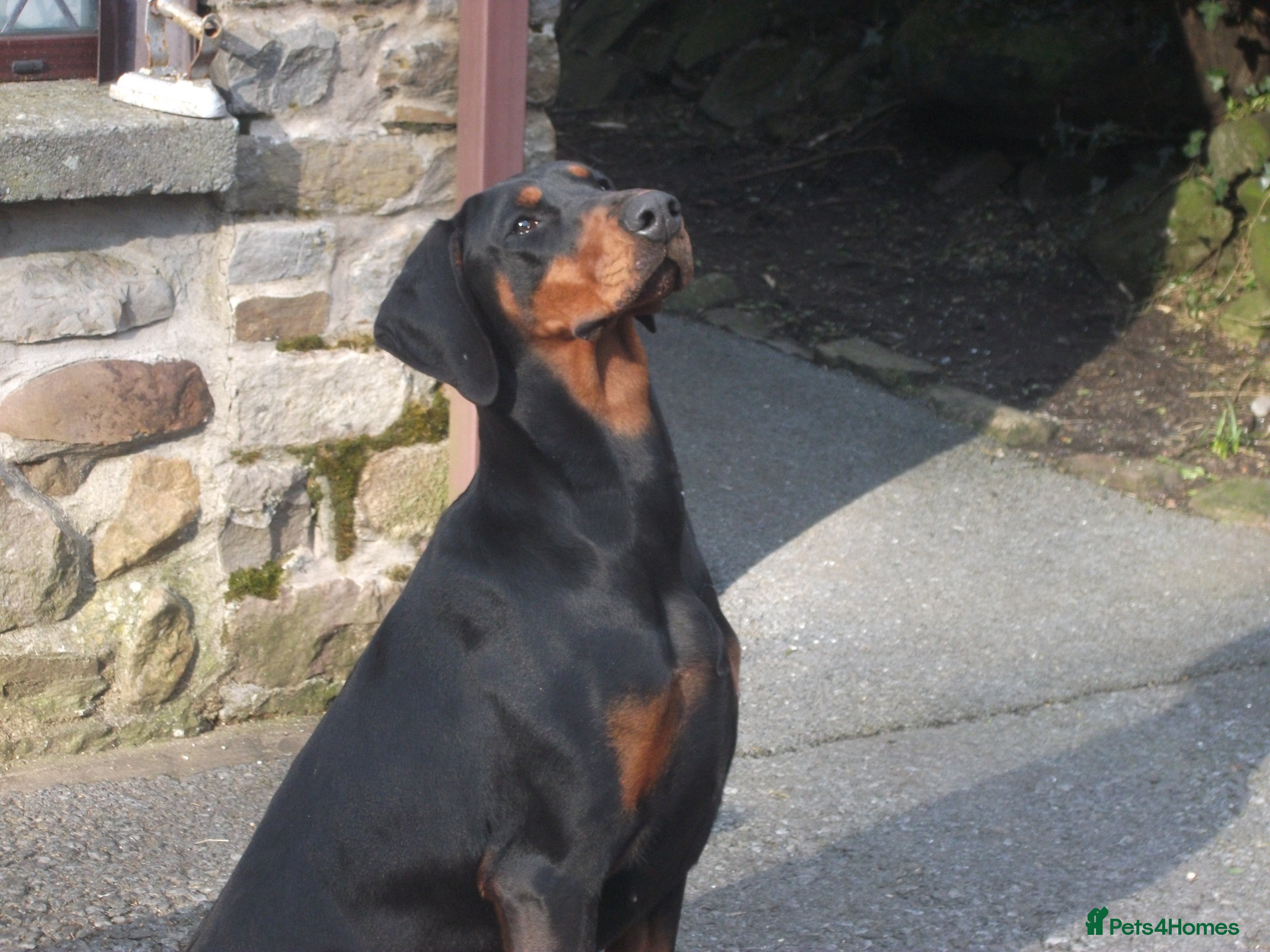 Dobermann dogs Torcheney Puppies Due March 2026 - Wait List Open - Advert 2