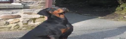 Dobermann dogs for sale: Torcheney Puppies Due March 2026 - Wait List Open - Advert 1
