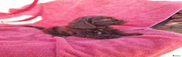 Cockapoo dogs for sale: Cockerpoo pups  - Advert 26