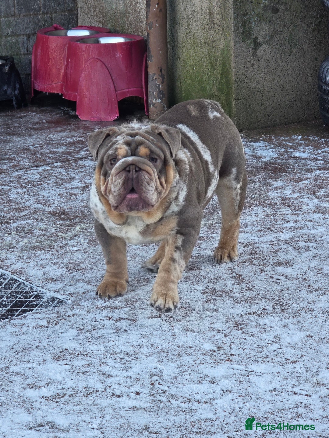 English Bulldog dogs for stud: British bulldog for stud - Advert 7