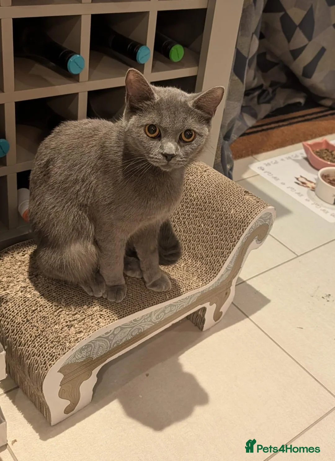 British Shorthair cats for sale: british short hair female - Advert 2
