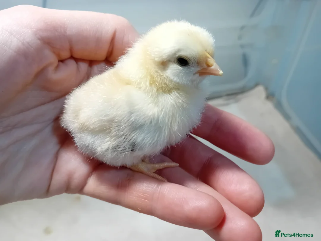 Chickens poultry for sale: ✨ Super Tame Serama Chicks Available ✨ - Advert 2
