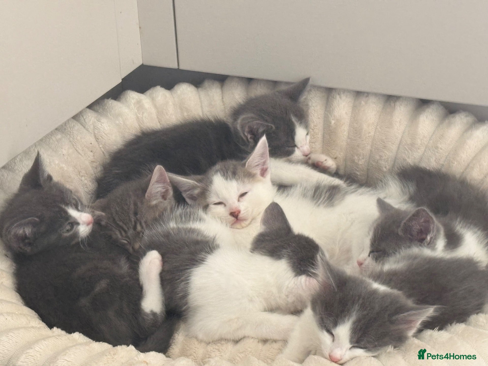 Mixed Breed cats Beautiful White and grey tabby kittens for sale  - Advert 21