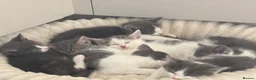 Mixed Breed cats for sale: Beautiful White and grey tabby kittens for sale  in Hailsham - Advert 3