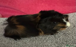 Guinea Pig rodents for sale: Guinea pig baby Tri colour Peruvian boar  - Image 3