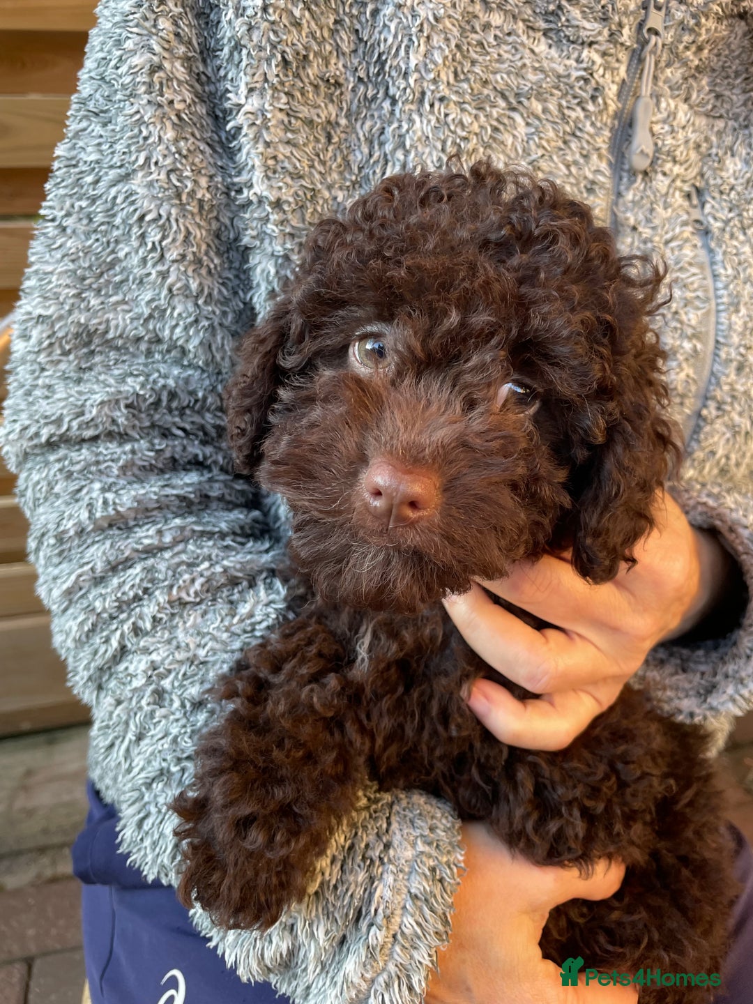 Miniature Poodle dogs for sale: Gorgeous Miniature Poodle puppies  - Advert 11
