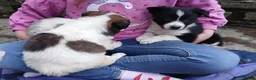 Mixed Breed dogs for sale: Border collie cross pups - Advert 6