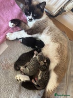 Mixed Breed cats - Advert 5