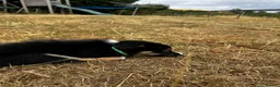Mixed Breed dogs for sale: Kelpie x collies BEAUTIFUL LITTER - Advert 37