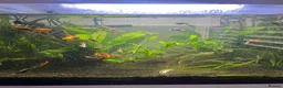 Other/Mixed Breed fish for sale: Fish tank with assorted fish  in Farnham - Advert 4