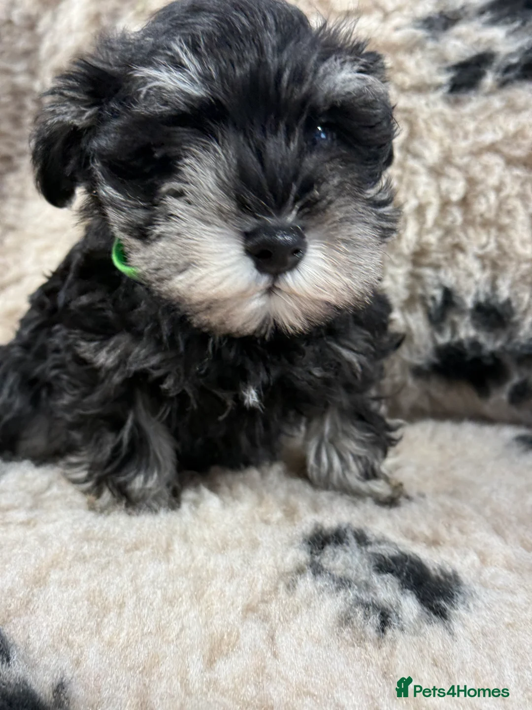 Miniature Schnauzer dogs for sale: Beautiful miniature schnauzers pups ready now - Advert 8