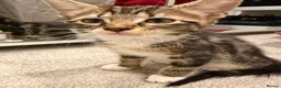 Mixed Breed cats for sale: RARE Adorable Mixed Tabby Kittens😍 in Derby - Advert 8