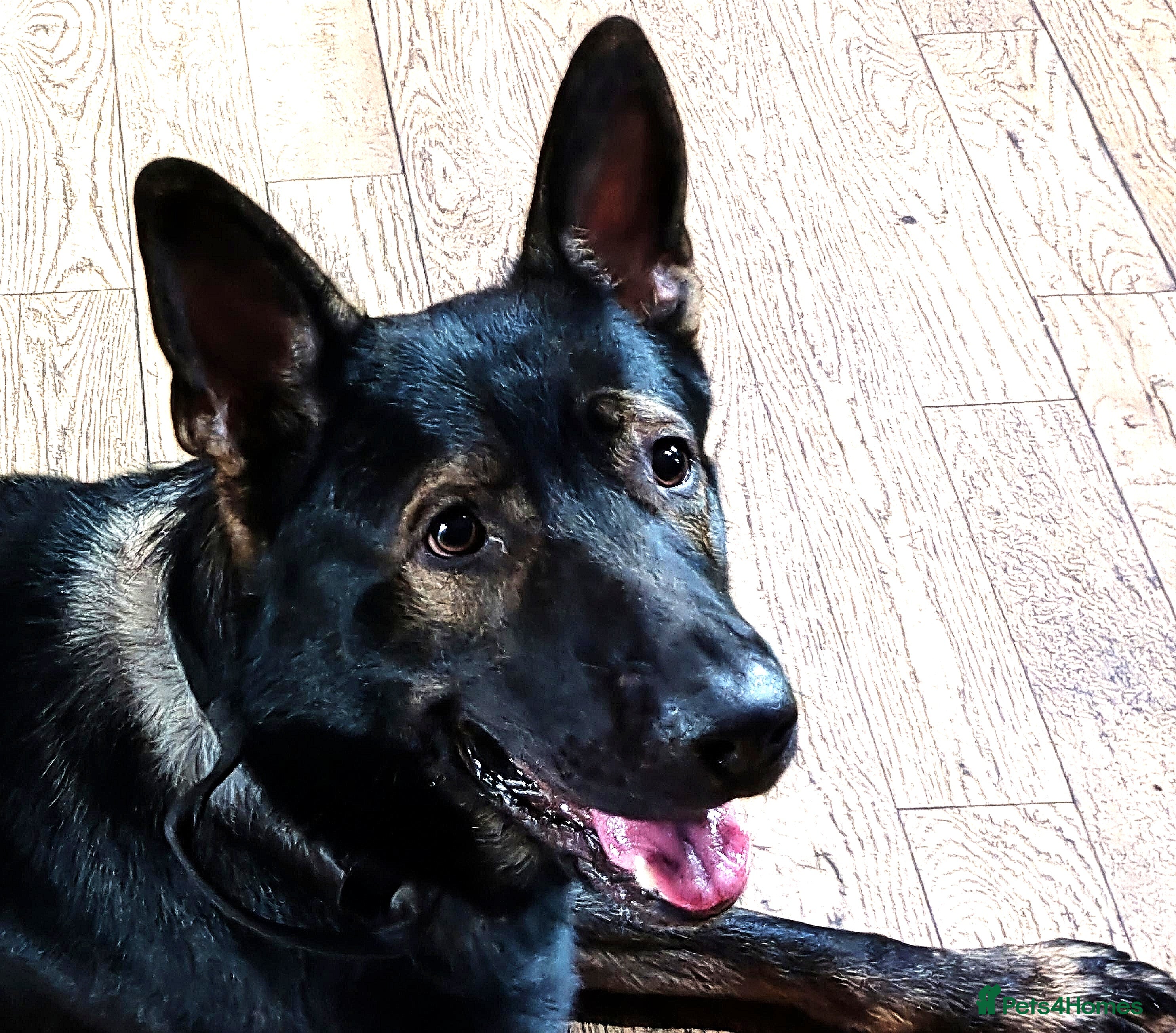 German Shepherd dogs KENSESQUI SIMBA (Simba) - Advert 22