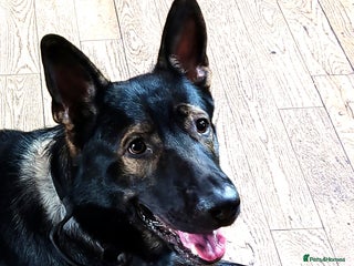 German Shepherd dogs KENSESQUI SIMBA (Simba) - Advert 11