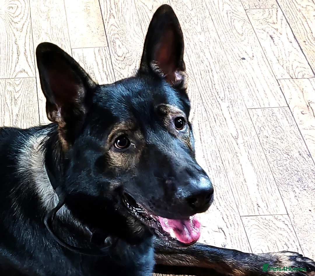 German Shepherd dogs for stud: KENSESQUI SIMBA (Simba) - Advert 1