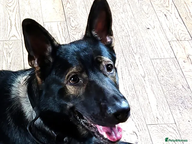 German Shepherd dogs KENSESQUI SIMBA (Simba) - Advert 6