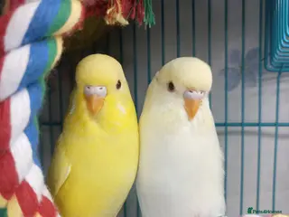 Budgerigars birds Superb home bred beautifully coloured baby budgies - Advert 1