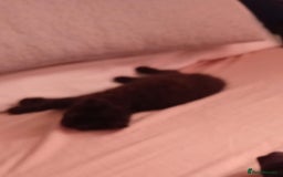 Mixed Breed cats for sale: Female kitten  - Image 3