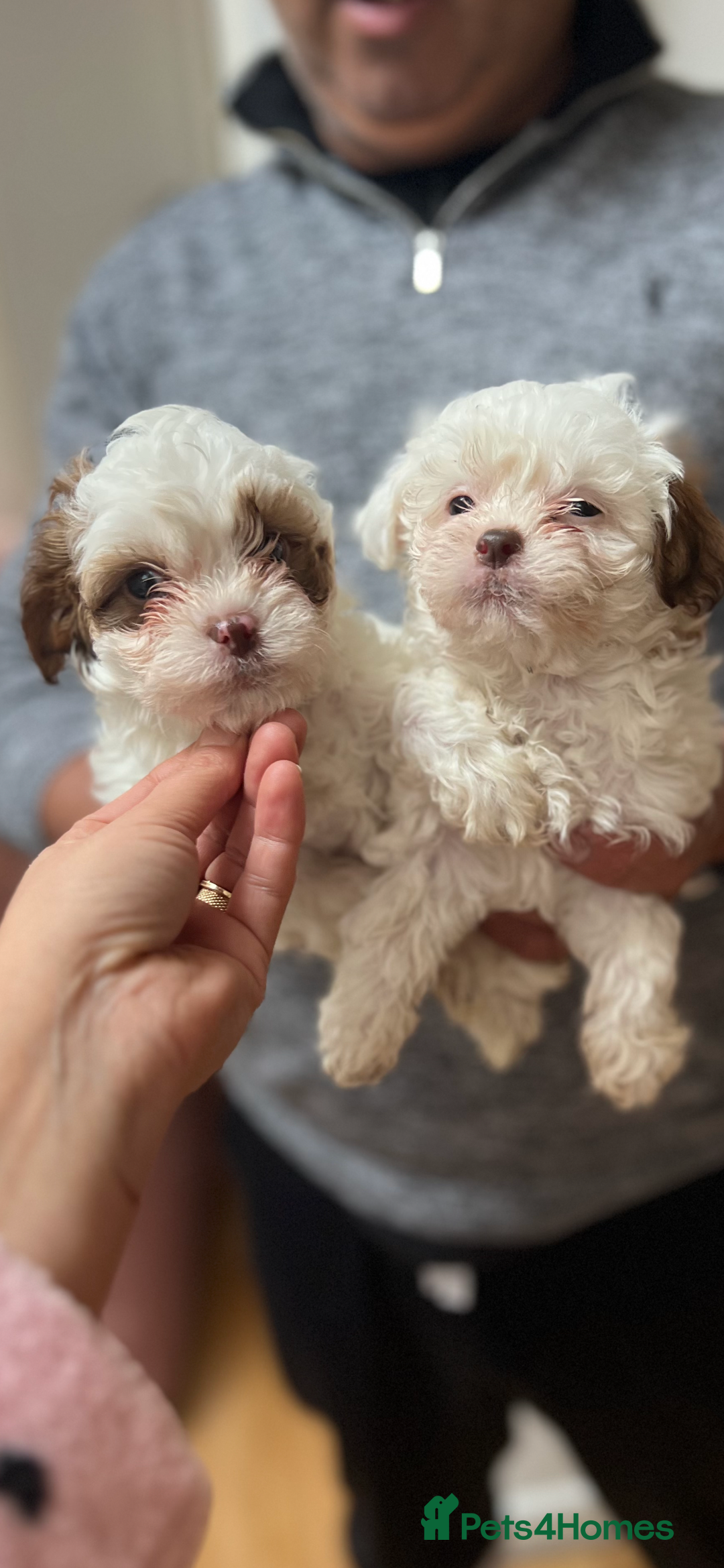 Maltese dogs for sale: Maltes - Image 3
