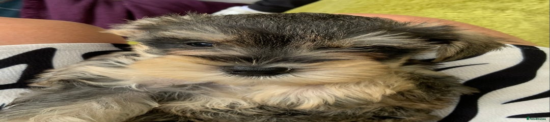 Miniature Schnauzer Puppy 5