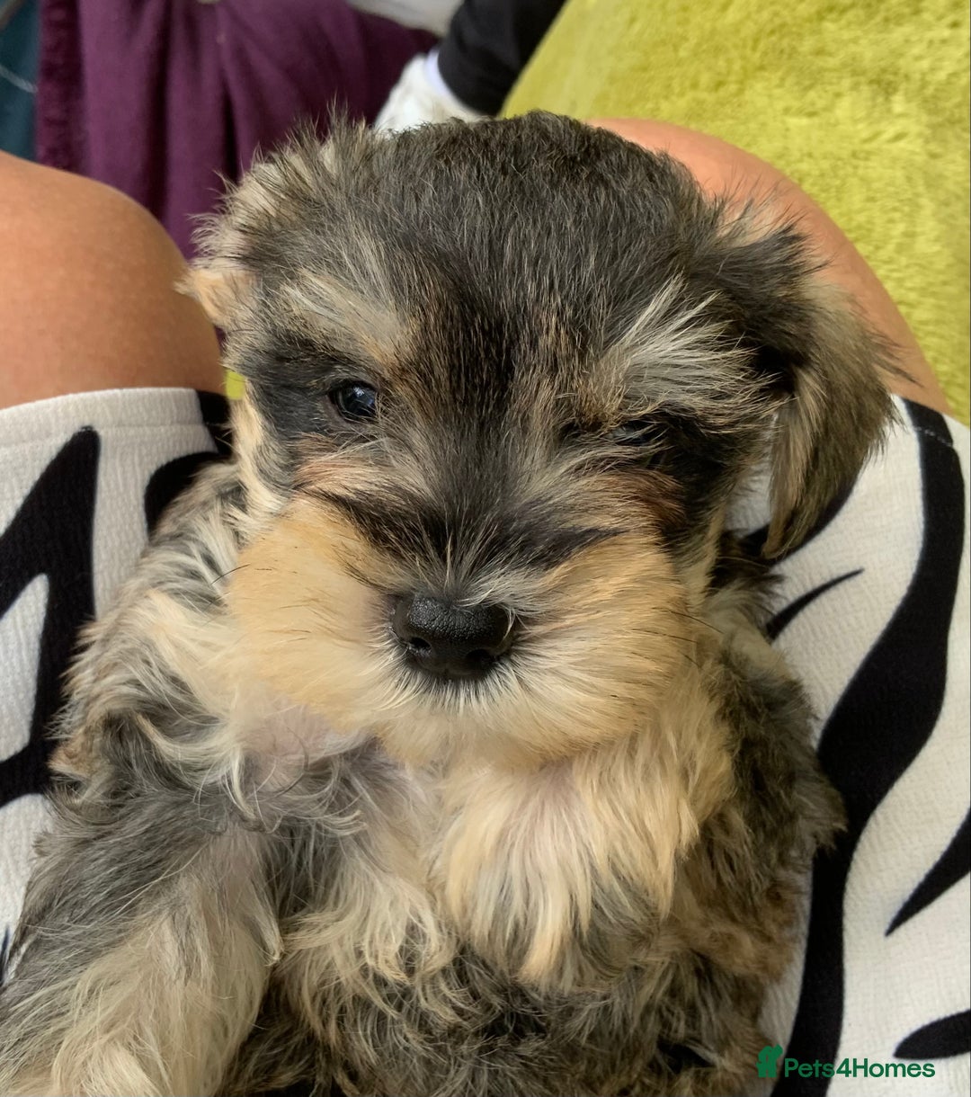 Miniature Schnauzer dogs for sale: Happy healthy miniature Schauzer puppies - Image 23