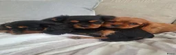 Cavalier King Charles Spaniel dogs for sale: Kc Reg health tested (❤️‍🩹nebl3/mmnv/n available) - Advert 12