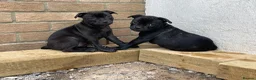 Staffordshire Bull Terrier dogs for sale: KC Registered Staffordshire Bull Terrier Pup - Advert 24